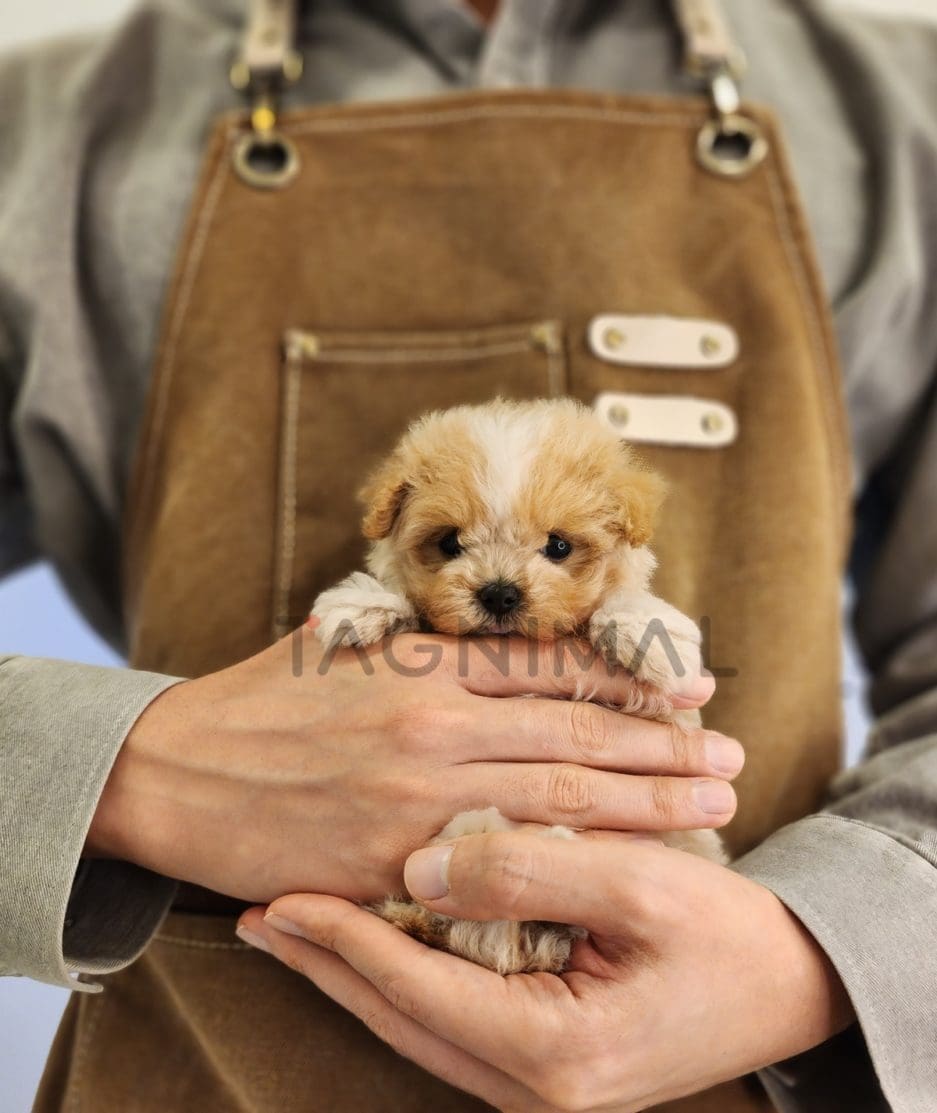 Maltipoo puppy for sale, dog for sale at Tagnimal