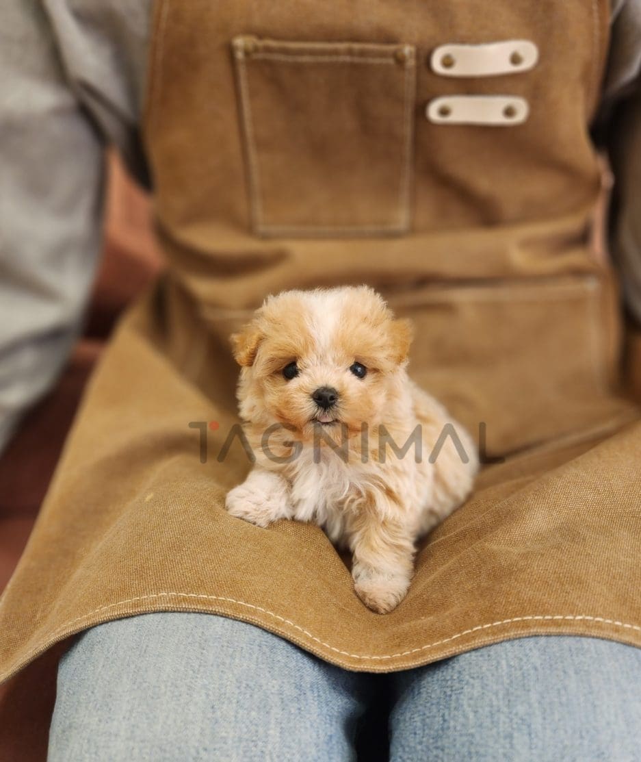 Maltipoo puppy for sale, dog for sale at Tagnimal