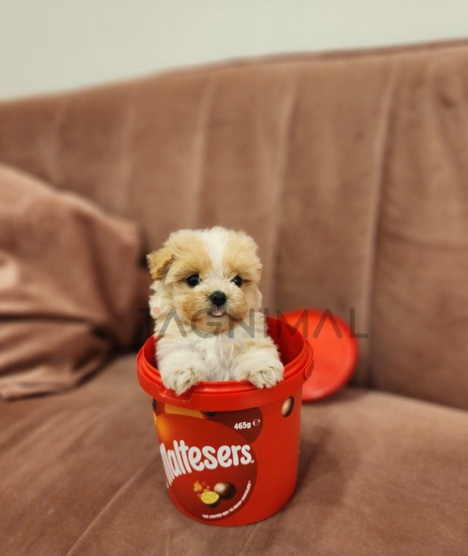 Maltipoo puppy for sale, dog for sale at Tagnimal