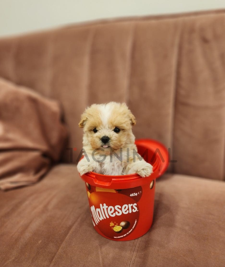 Maltipoo puppy for sale, dog for sale at Tagnimal