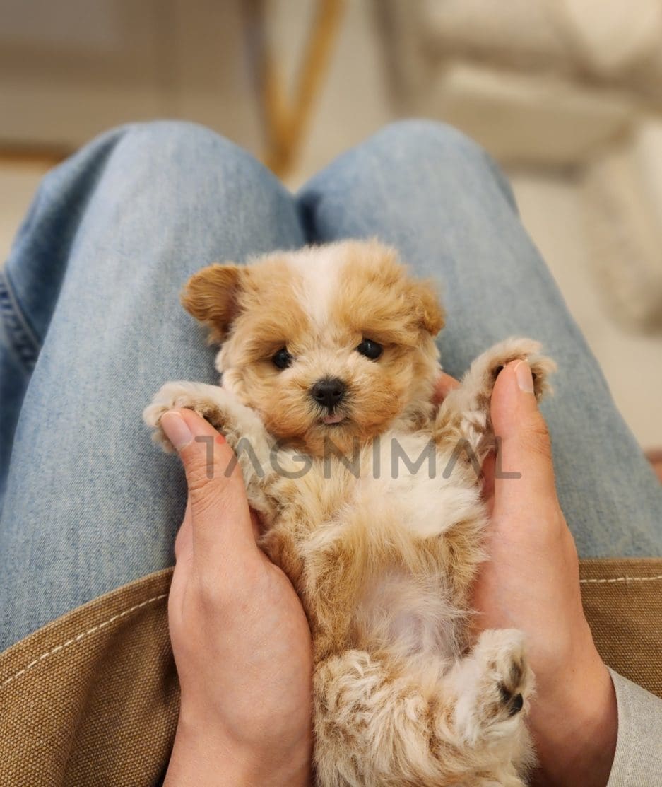 Maltipoo puppy for sale, dog for sale at Tagnimal