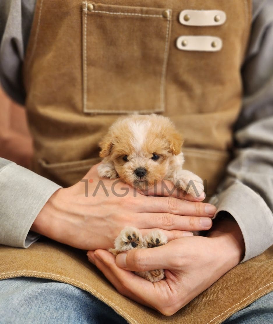 Maltipoo puppy for sale, dog for sale at Tagnimal