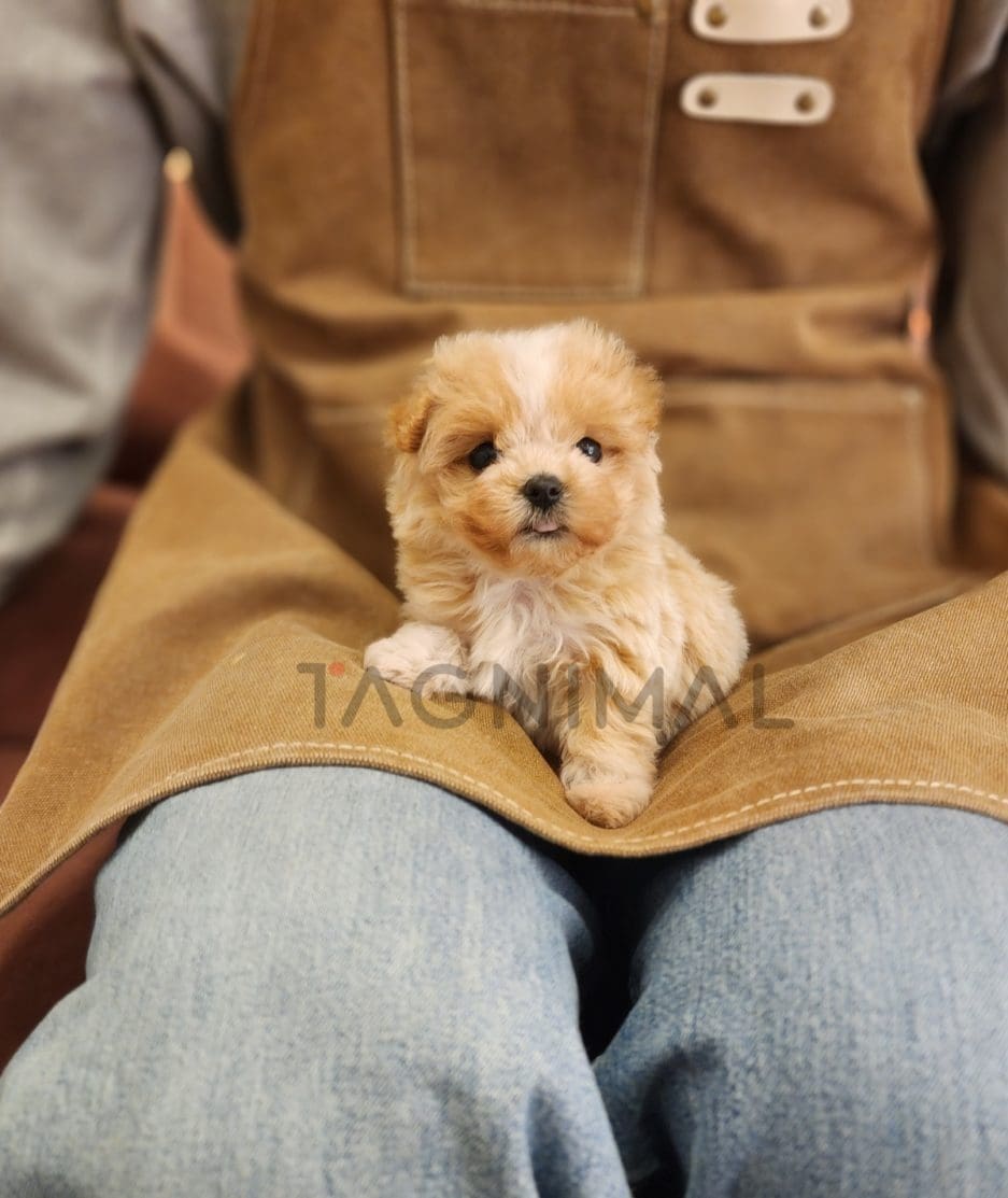 Maltipoo puppy for sale, dog for sale at Tagnimal