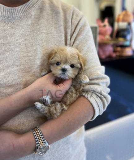 Maltipoo for sale, dog for sale at Tagnimal