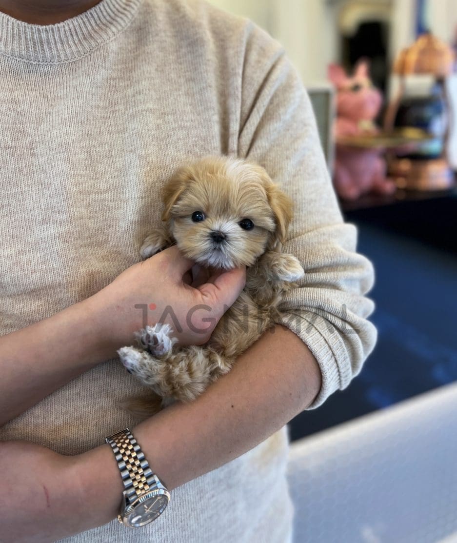 Maltipoo for sale, dog for sale at Tagnimal