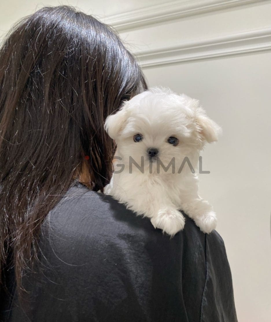 Maltese for sale, dog for sale at Tagnimal