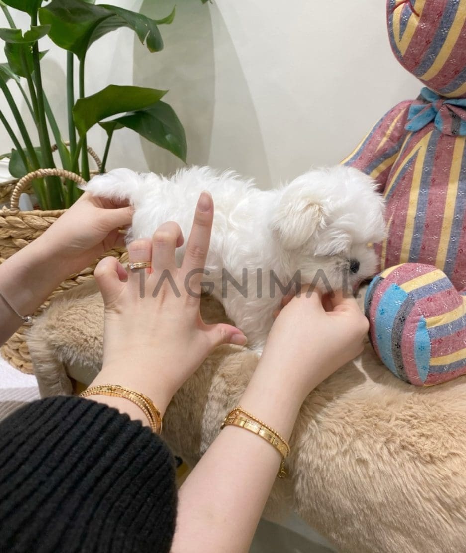 Maltese for sale, dog for sale at Tagnimal