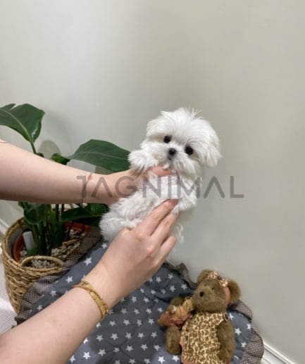 Maltese for sale, dog for sale at Tagnimal