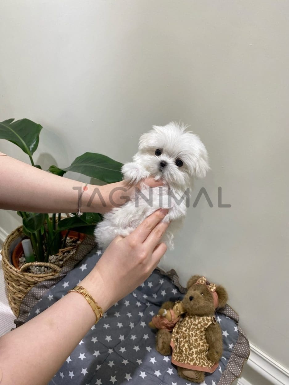 Maltese for sale, dog for sale at Tagnimal