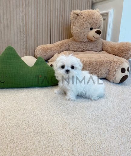 Maltese for sale, dog for sale at Tagnimal