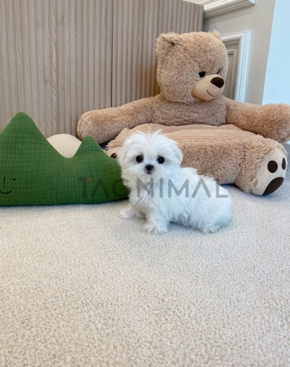 Maltese for sale, dog for sale at Tagnimal