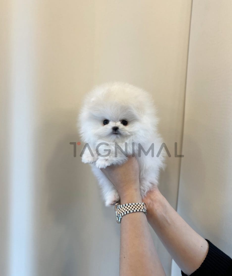 Pomeranian puppy for sale, dog for sale at Tagnimal