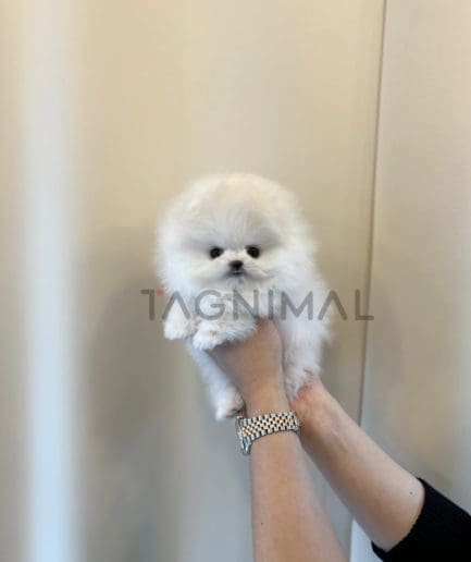 Pomeranian puppy for sale, dog for sale at Tagnimal