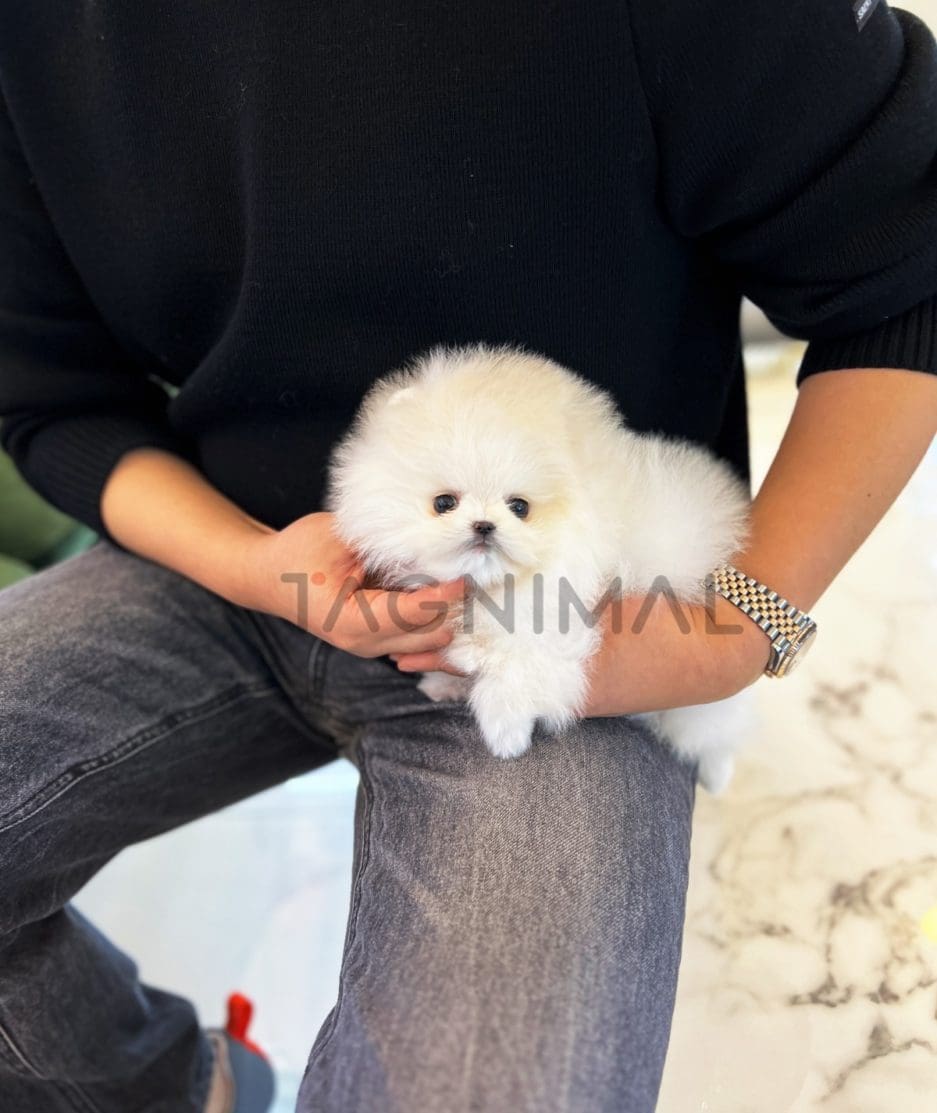 Pomeranian puppy for sale, dog for sale at Tagnimal