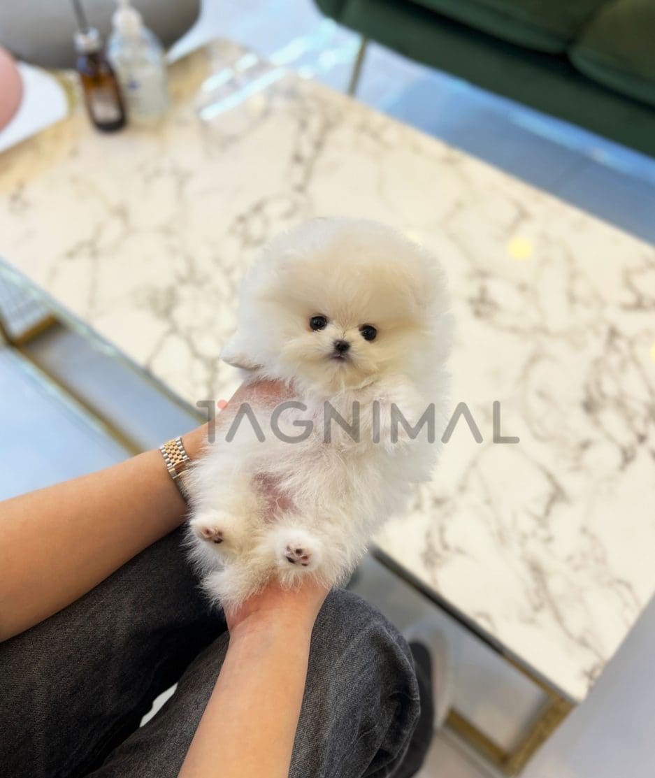 Pomeranian puppy for sale, dog for sale at Tagnimal