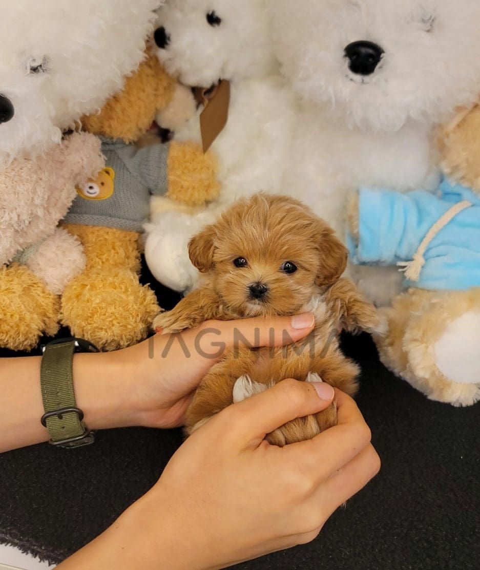 Maltipoo puppy for sale, dog for sale at Tagnimal