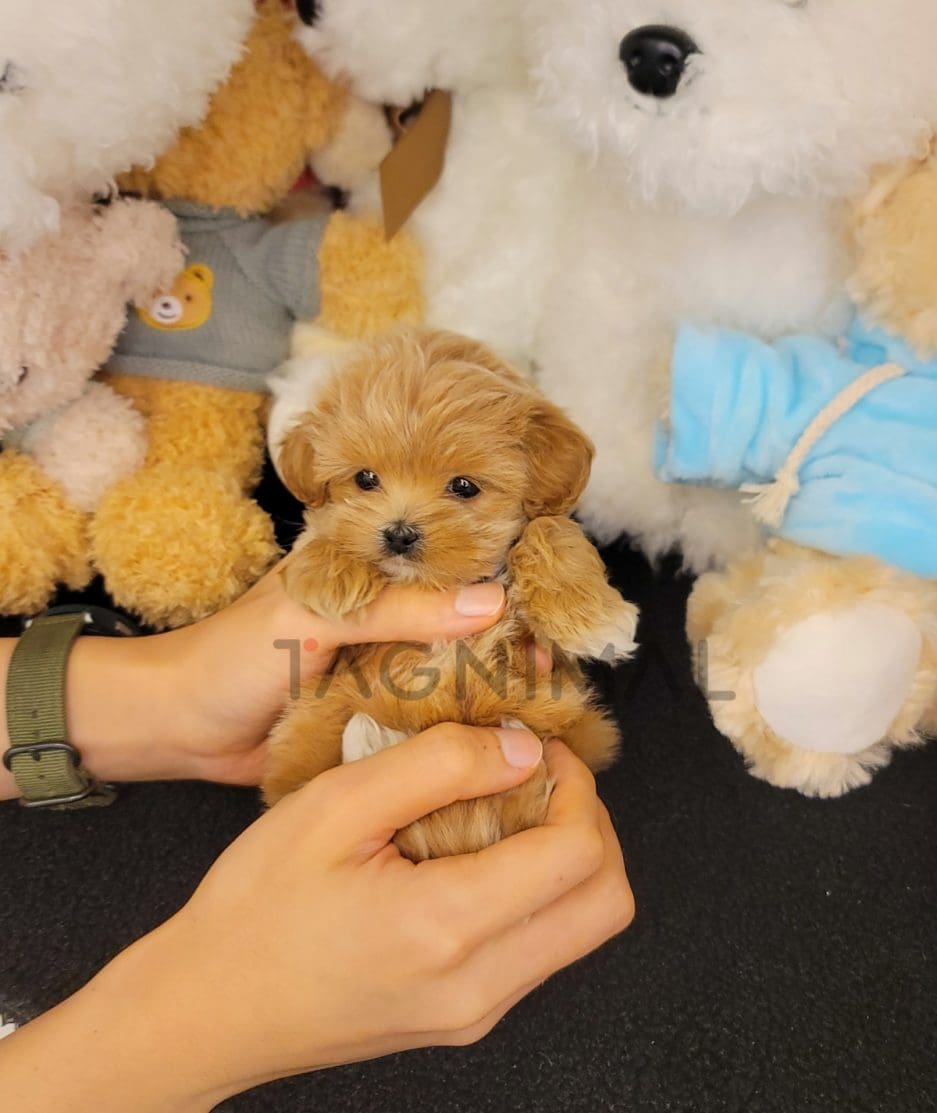 Maltipoo puppy for sale, dog for sale at Tagnimal