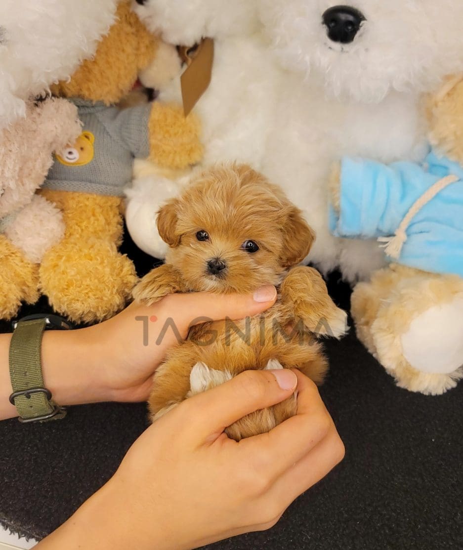 Maltipoo puppy for sale, dog for sale at Tagnimal