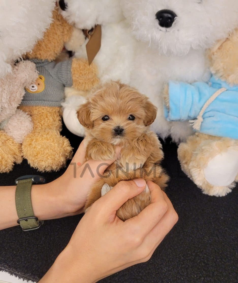 Maltipoo puppy for sale, dog for sale at Tagnimal