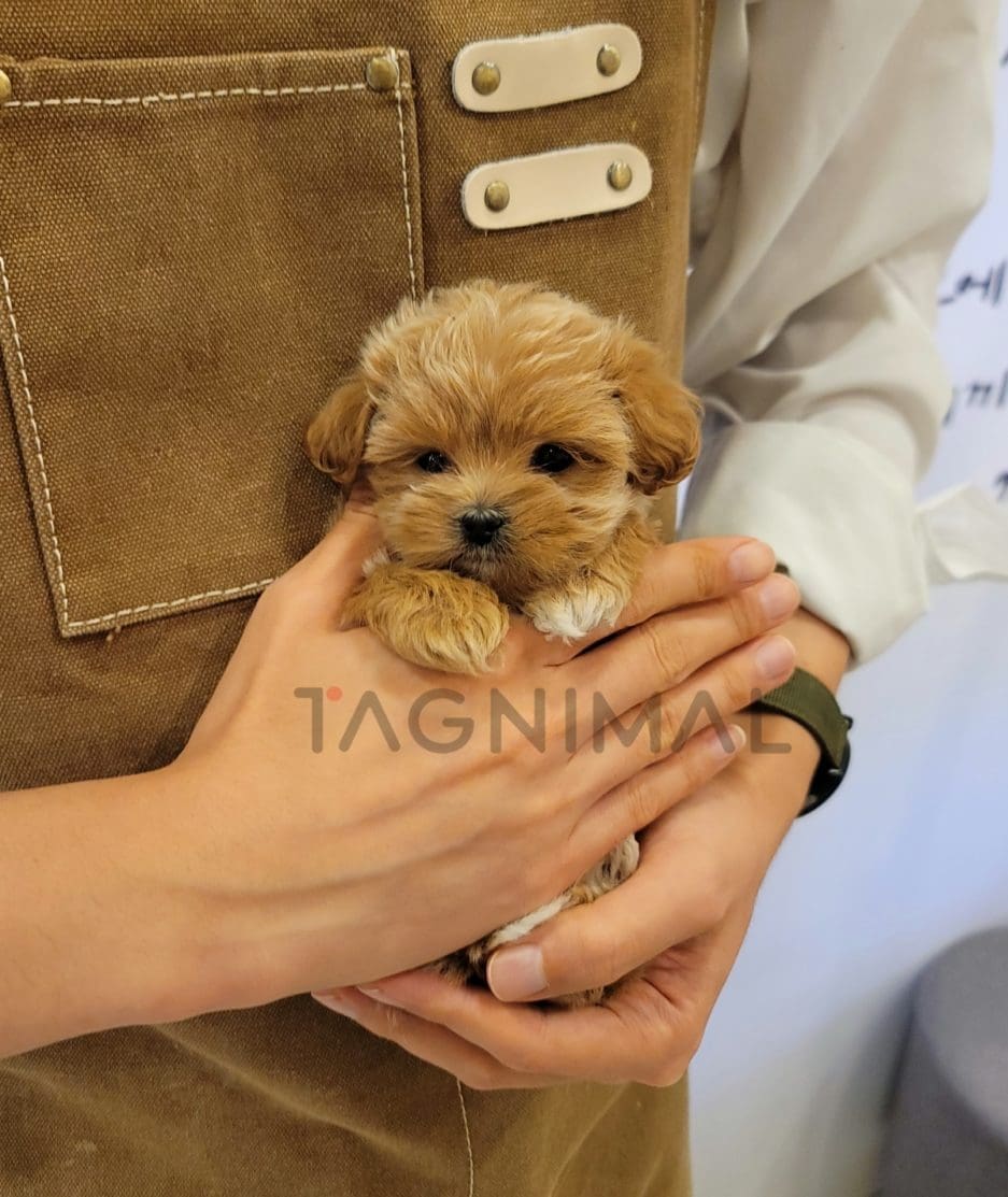 Maltipoo puppy for sale, dog for sale at Tagnimal