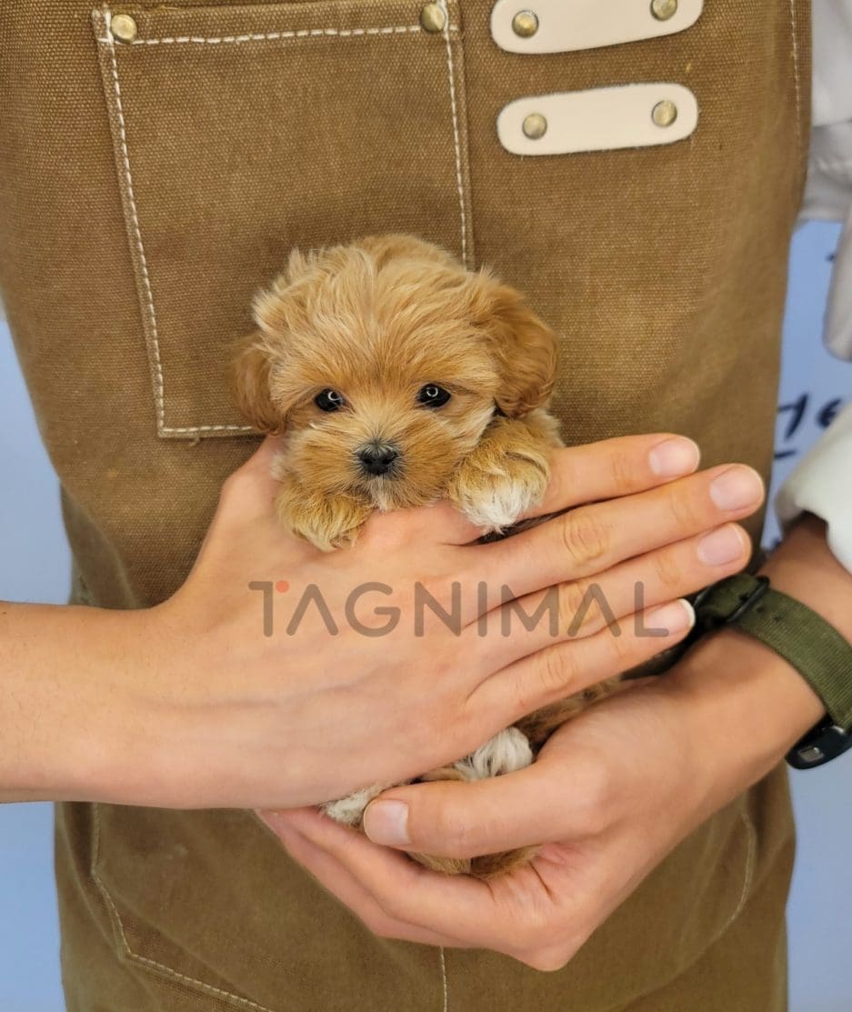 Maltipoo puppy for sale, dog for sale at Tagnimal