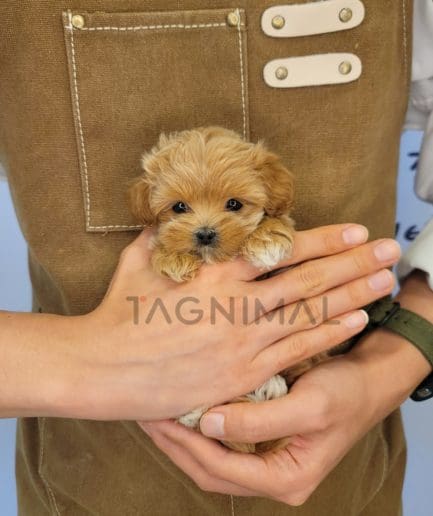 Maltipoo puppy for sale, dog for sale at Tagnimal