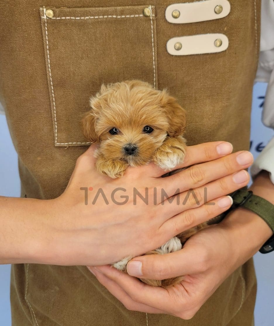 Maltese puppy for sale, dog for sale at Tagnimal