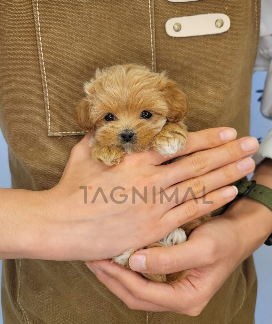 Maltipoo puppy for sale, dog for sale at Tagnimal