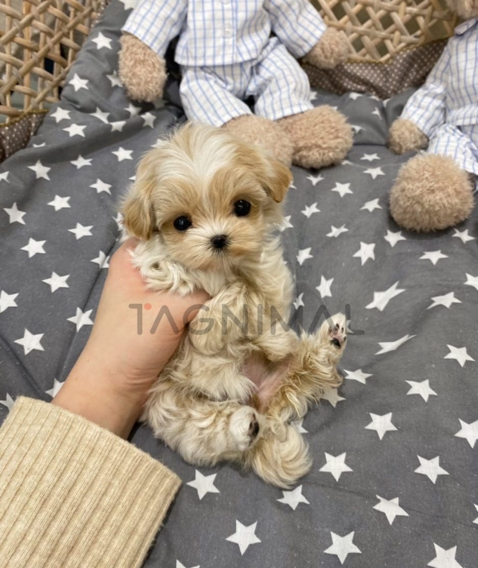 Maltipoo puppy for sale, dog for sale at Tagnimal