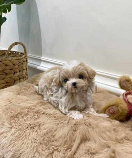 Maltipoo puppy for sale, dog for sale at Tagnimal