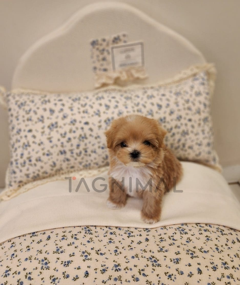 Maltipoo for sale, dog for sale at Tagnimal