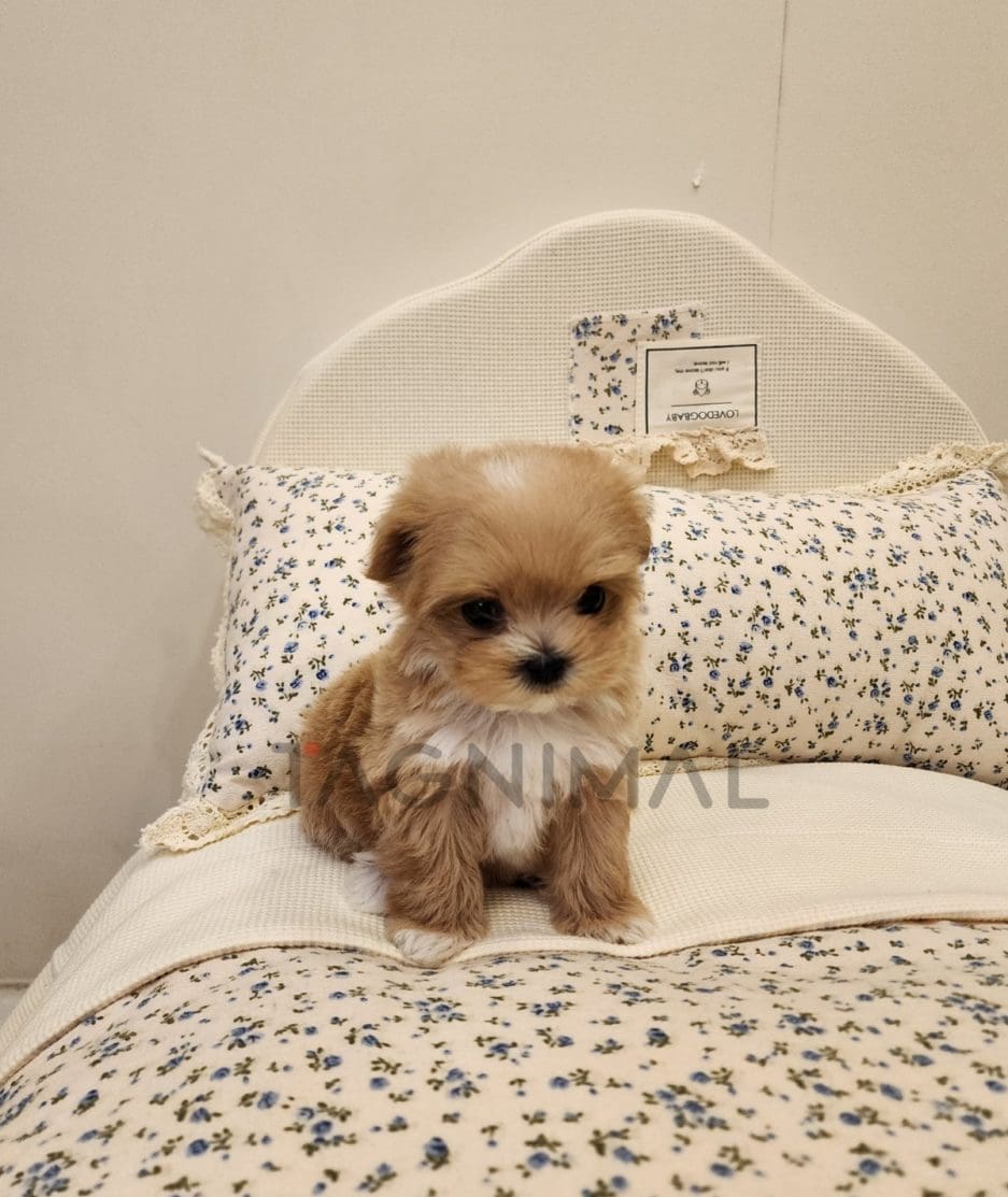 Maltipoo for sale, dog for sale at Tagnimal