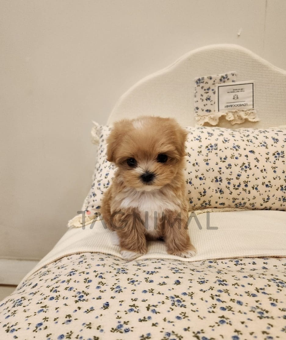 Maltipoo for sale, dog for sale at Tagnimal