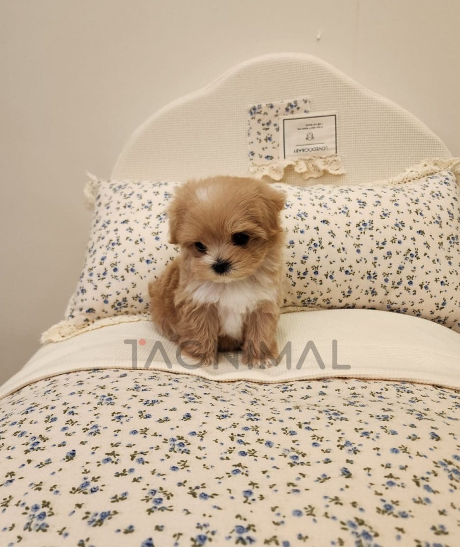 Maltipoo for sale, dog for sale at Tagnimal