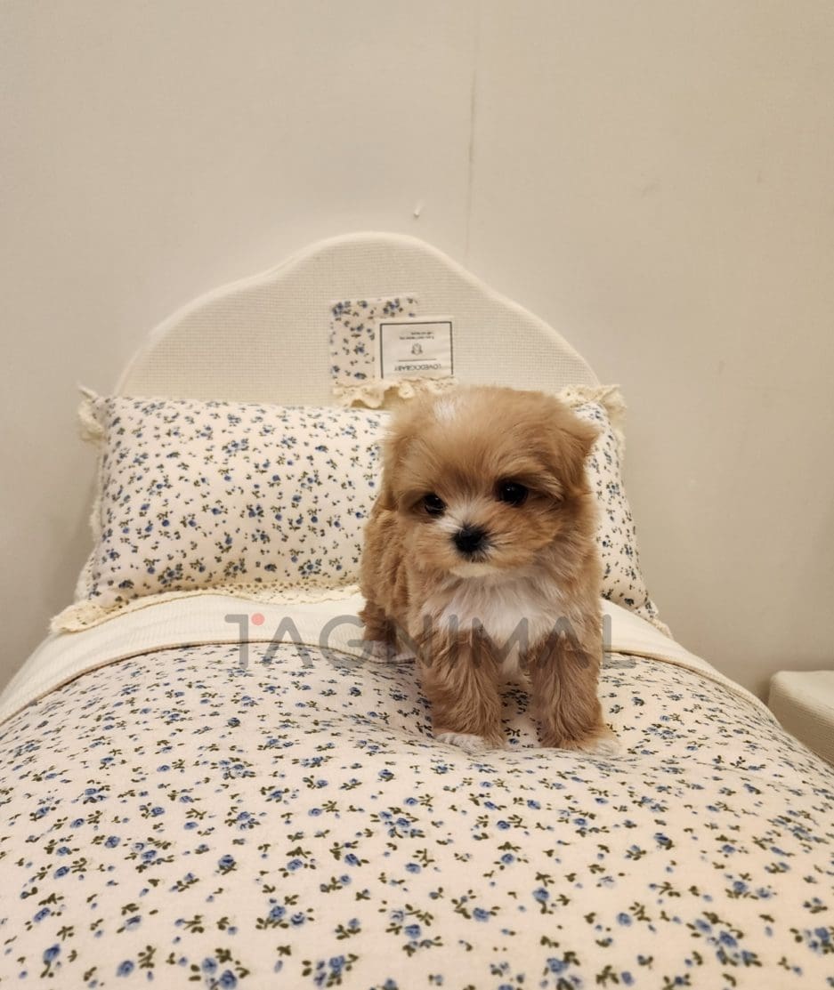 Maltipoo for sale, dog for sale at Tagnimal