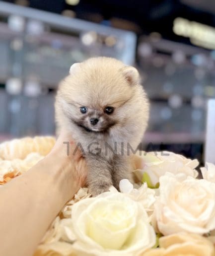 Pomeranian puppy for sale, dog for sale at Tagnimal