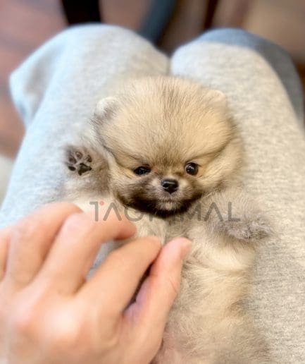 Pomeranian puppy for sale, dog for sale at Tagnimal