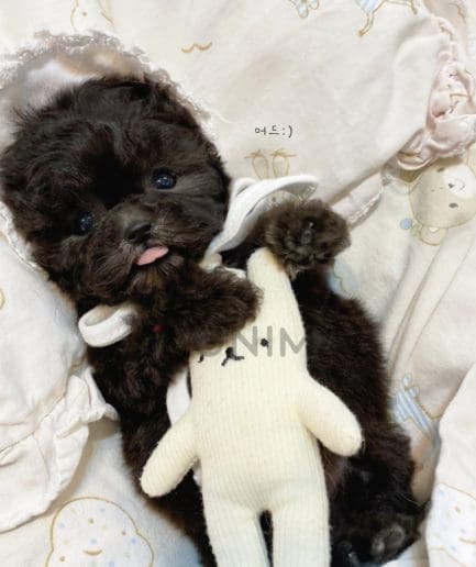 Poodle puppy for sale, dog for sale at Tagnimal