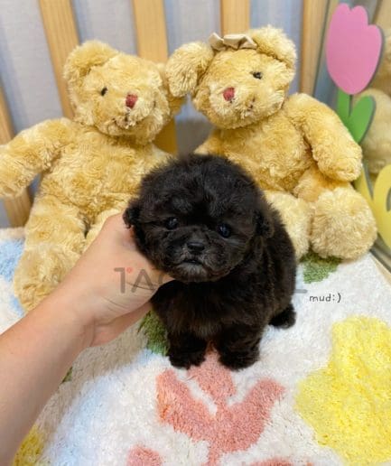 Poodle puppy for sale, dog for sale at Tagnimal