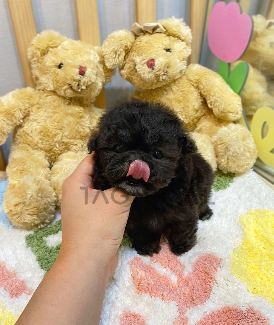 Poodle puppy for sale, dog for sale at Tagnimal