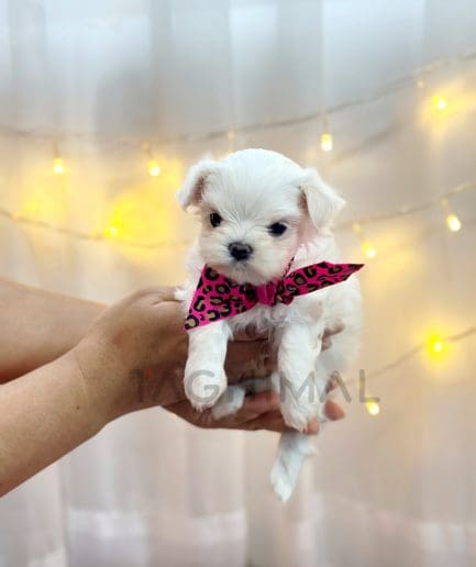 Maltese puppy for sale, dog for sale at Tagnimal