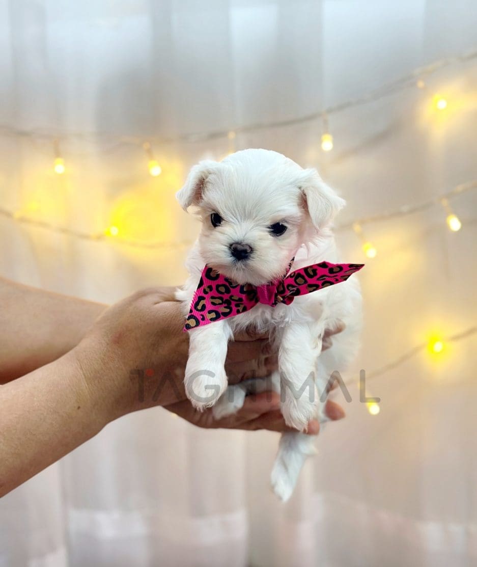 Maltese puppy for sale, dog for sale at Tagnimal