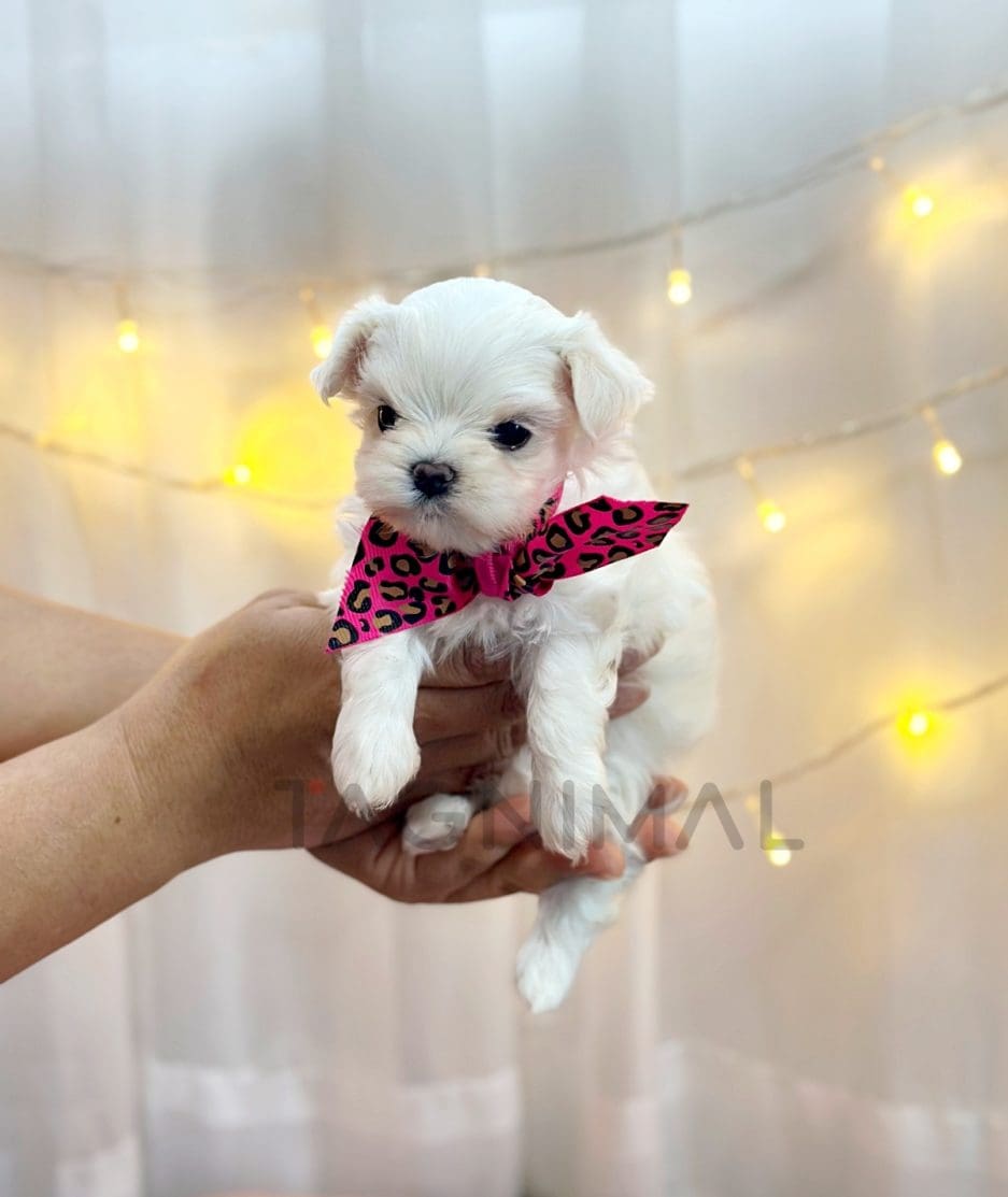 Maltese puppy for sale, dog for sale at Tagnimal