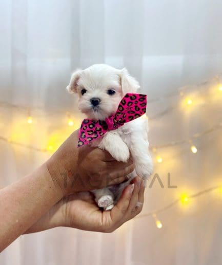 Maltese puppy for sale, dog for sale at Tagnimal