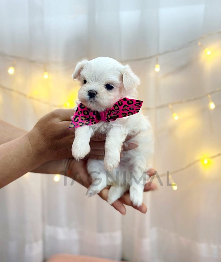 Maltese puppy for sale, dog for sale at Tagnimal