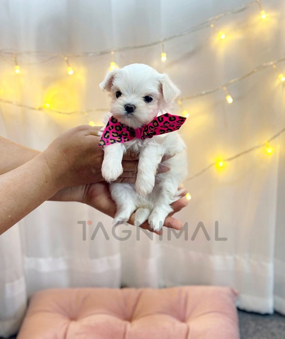 Maltese puppy for sale, dog for sale at Tagnimal