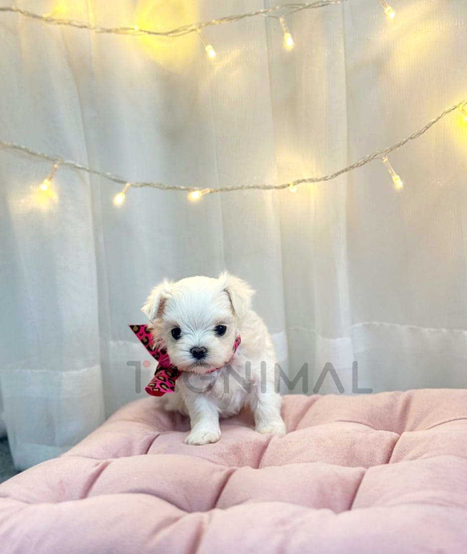 Maltese puppy for sale, dog for sale at Tagnimal