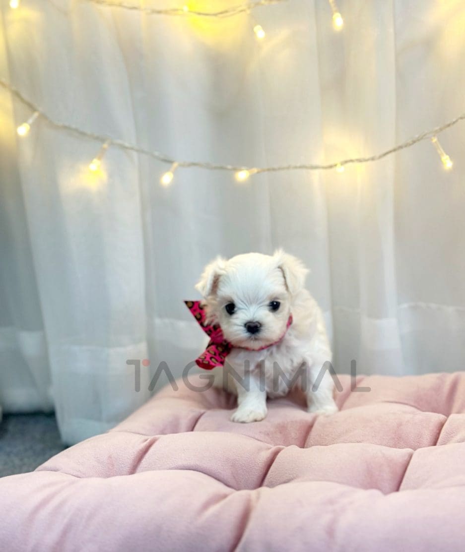 Maltese puppy for sale, dog for sale at Tagnimal