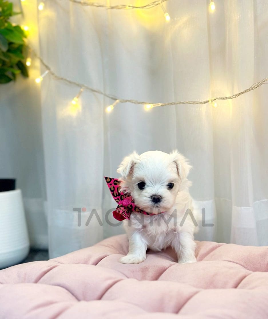 Maltese puppy for sale, dog for sale at Tagnimal