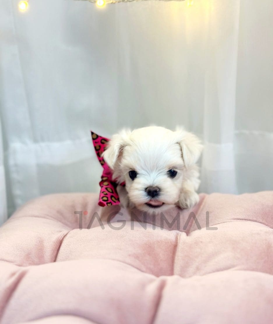 Maltese puppy for sale, dog for sale at Tagnimal